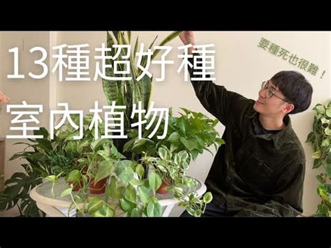 屋內植物|新手怎麼種都美！8種好養好看的室內植物推薦與佈置 